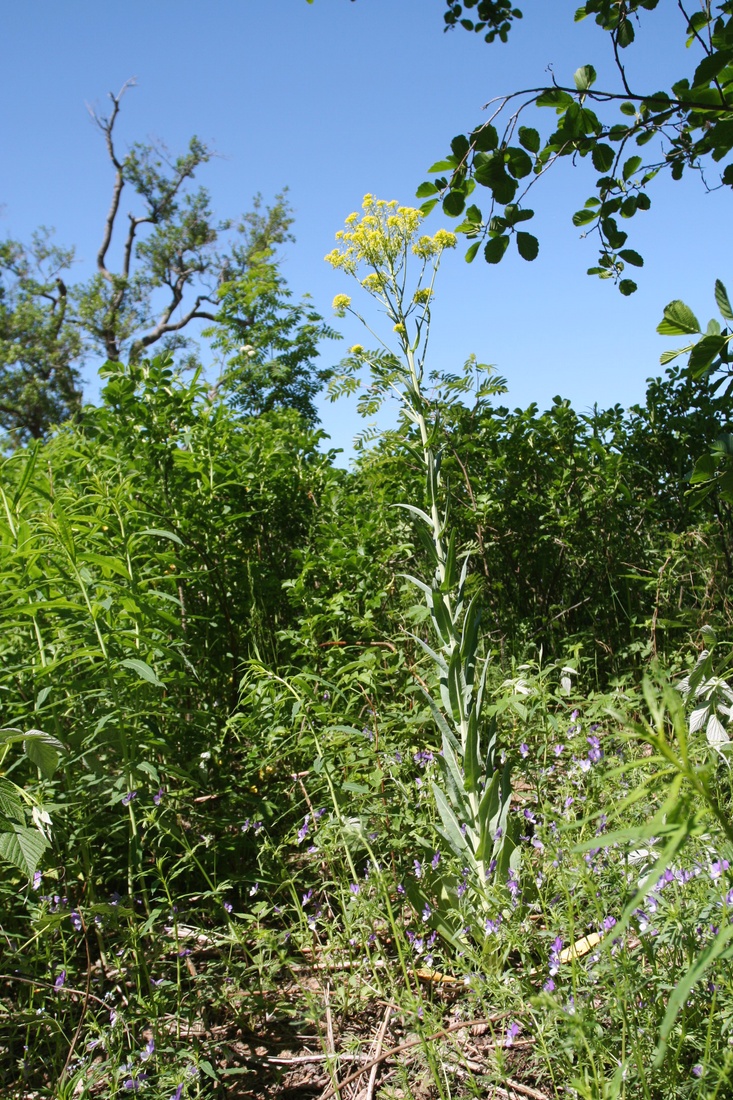 Изображение особи Isatis tinctoria.