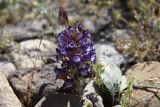 Orobanche amoena form colossea. Цветущее растение. Таджикистан, Согдийская обл., Исфара, глинисто-щебнистый адыр. 10 мая 2019 г.