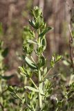 Karelinia caspia