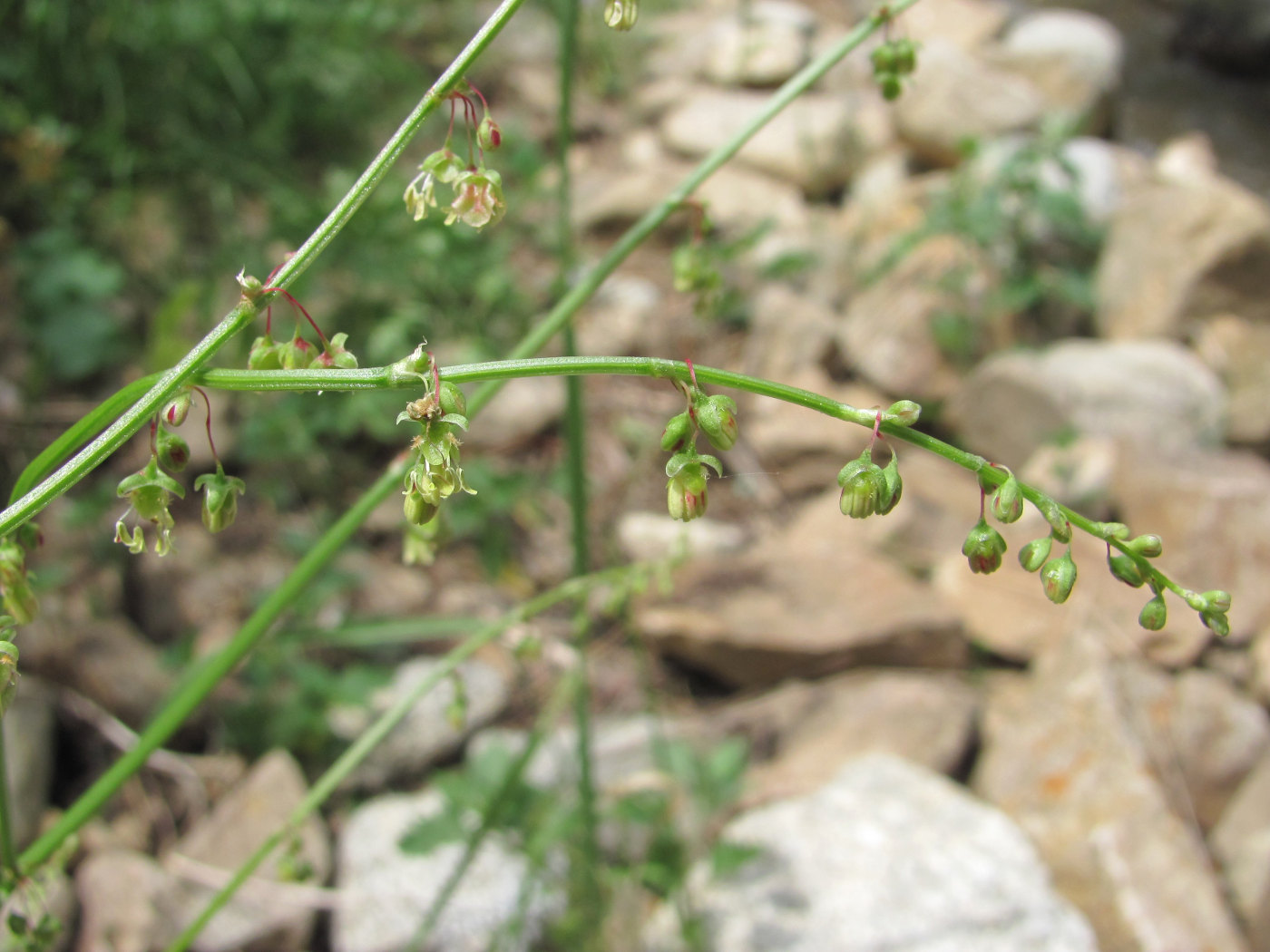 Изображение особи Rumex hastifolius.