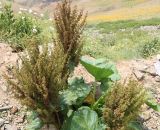 Rumex alpinus