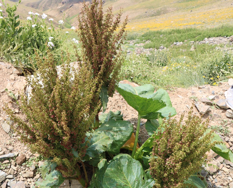 Image of Rumex alpinus specimen.