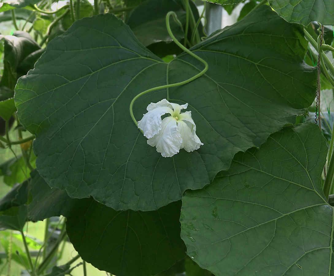 Image of Lagenaria siceraria specimen.