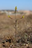 Orthanthella lutea. Цветущее растение. Крым, Севастополь, мыс Фиолент, степь. 11.09.2020.