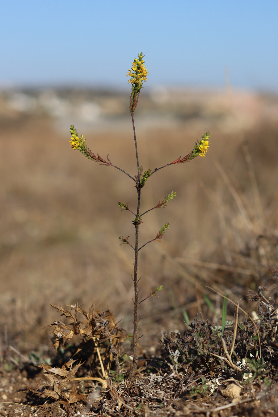 Image of Orthanthella lutea specimen.