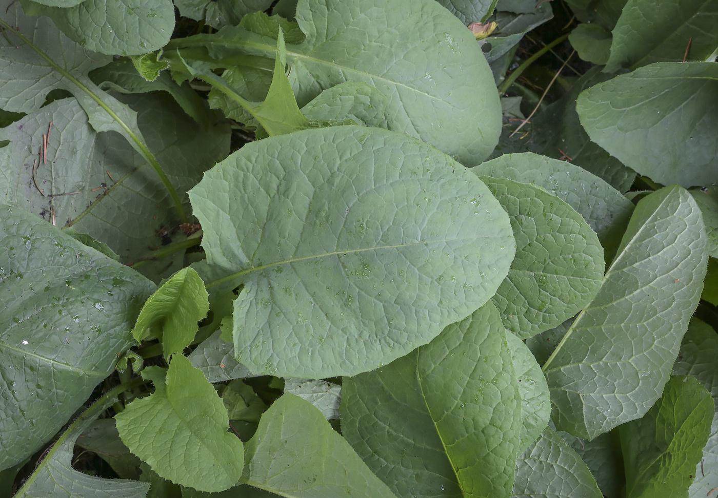 Image of Cicerbita macrophylla specimen.