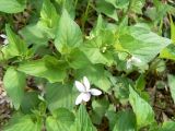 Viola acuminata