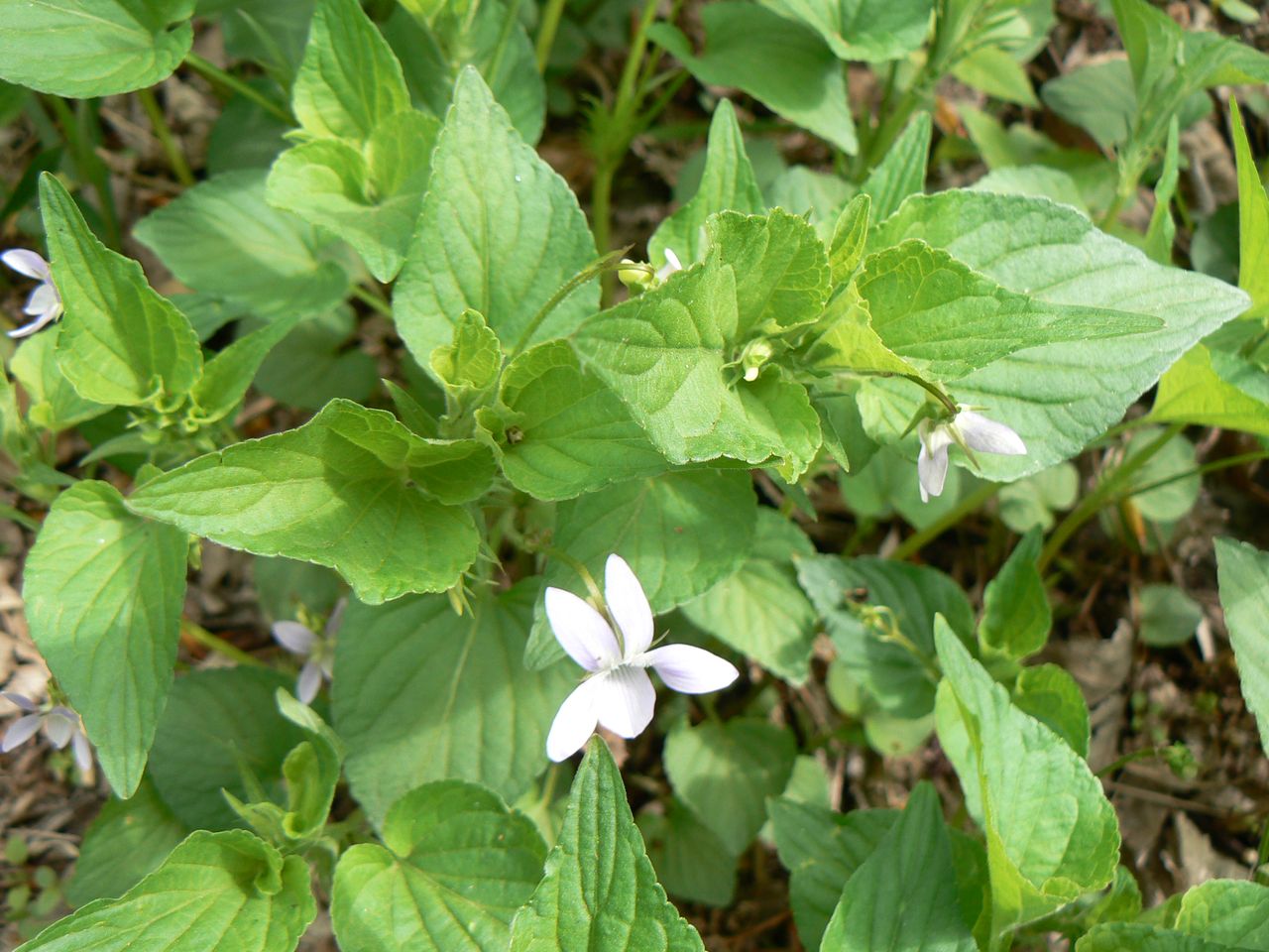 Image of Viola acuminata specimen.