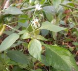 Solanum retroflexum. Верхушка побега с соцветием и бутонами. Тверская обл., г. Тверь, пос. Большие Перемерки, очистные, около кучи осадка из танков. 17 октября 2020 г.