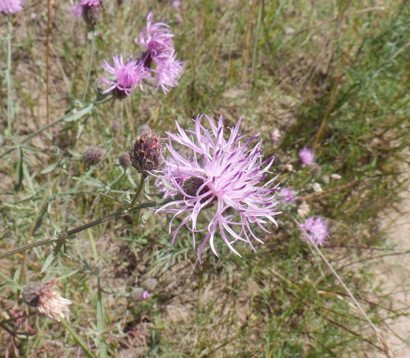 Image of Centaurea scabiosa specimen.