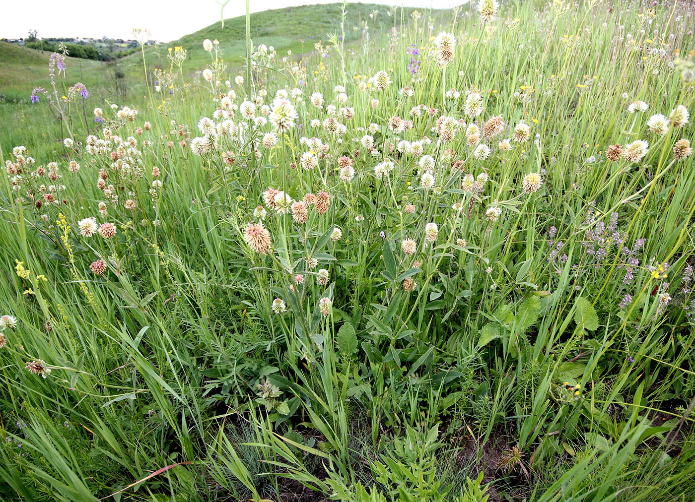 Изображение особи Trifolium montanum.