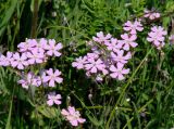 Lychnis sibirica