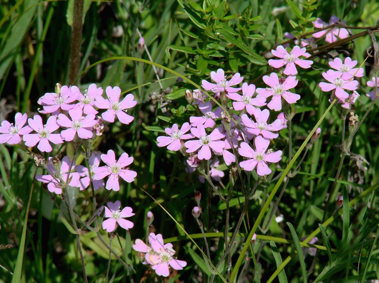 Изображение особи Lychnis sibirica.