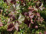 Rubus chamaemorus. Листья в осенней окраске. Архангельская обл., Устьянский р-н, окр. дер. Акичкин Починок, край верхового болота Круглое. 12.08.2006.