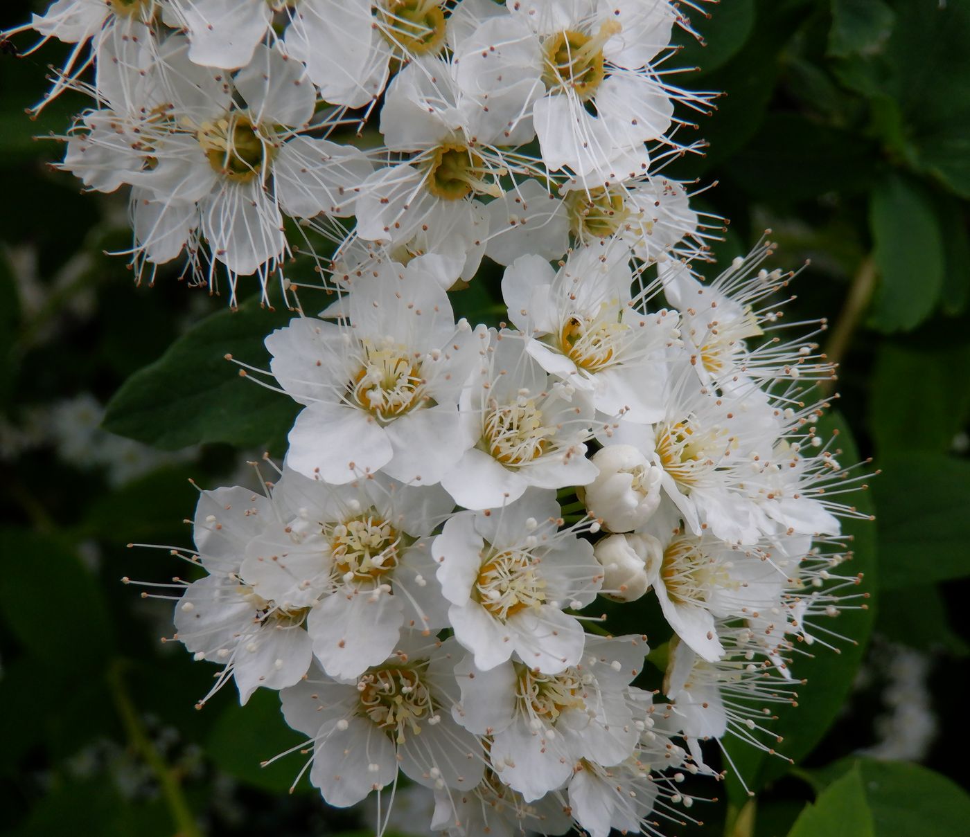 Изображение особи Spiraea chamaedryfolia.