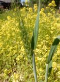 genus Triticum