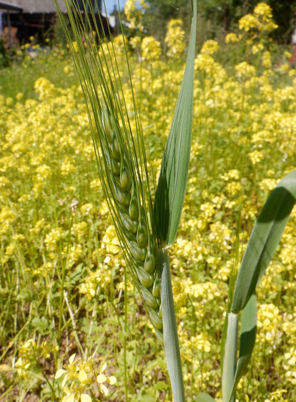 Изображение особи род Triticum.