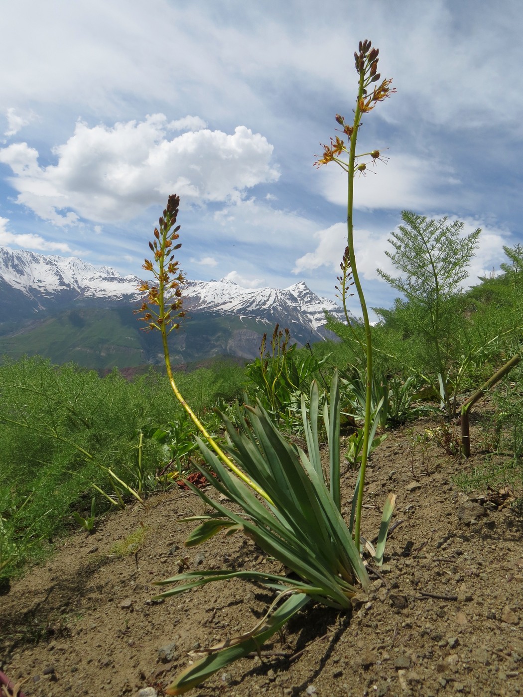 Image of Eremurus korshinskyi specimen.