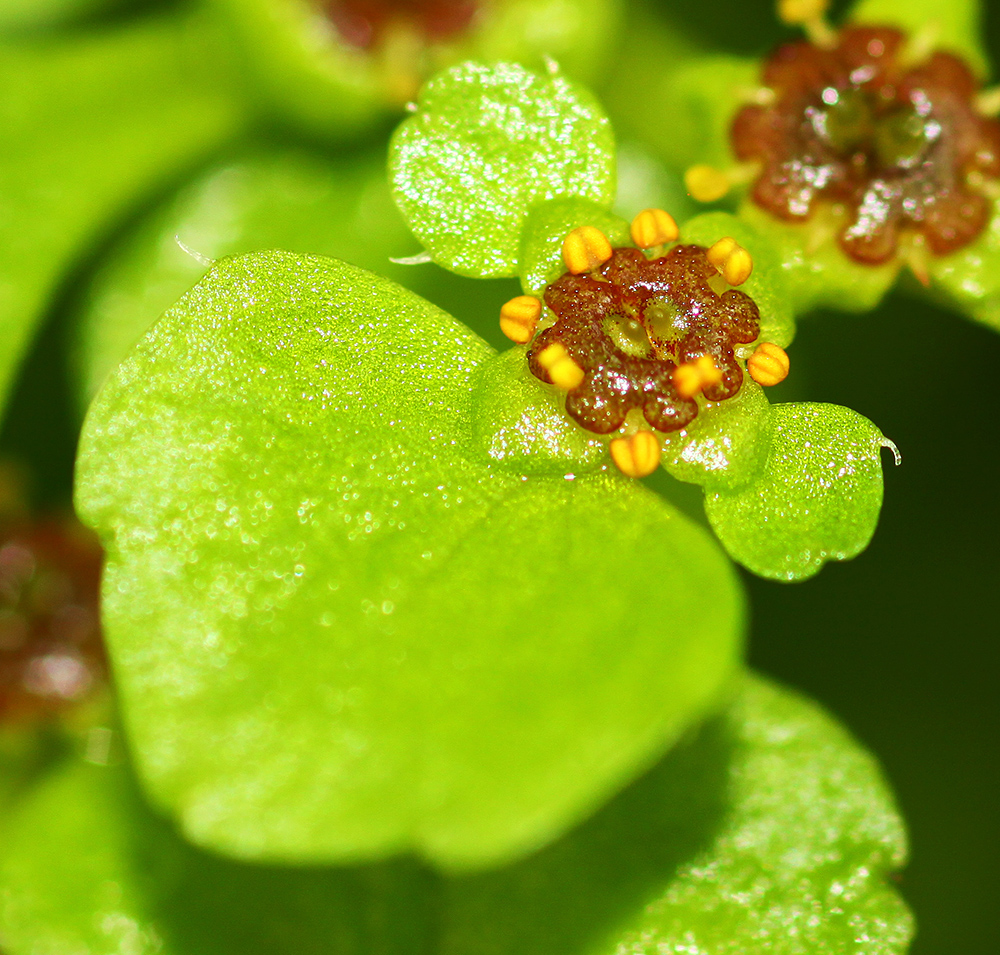 Изображение особи Chrysosplenium ramosum.