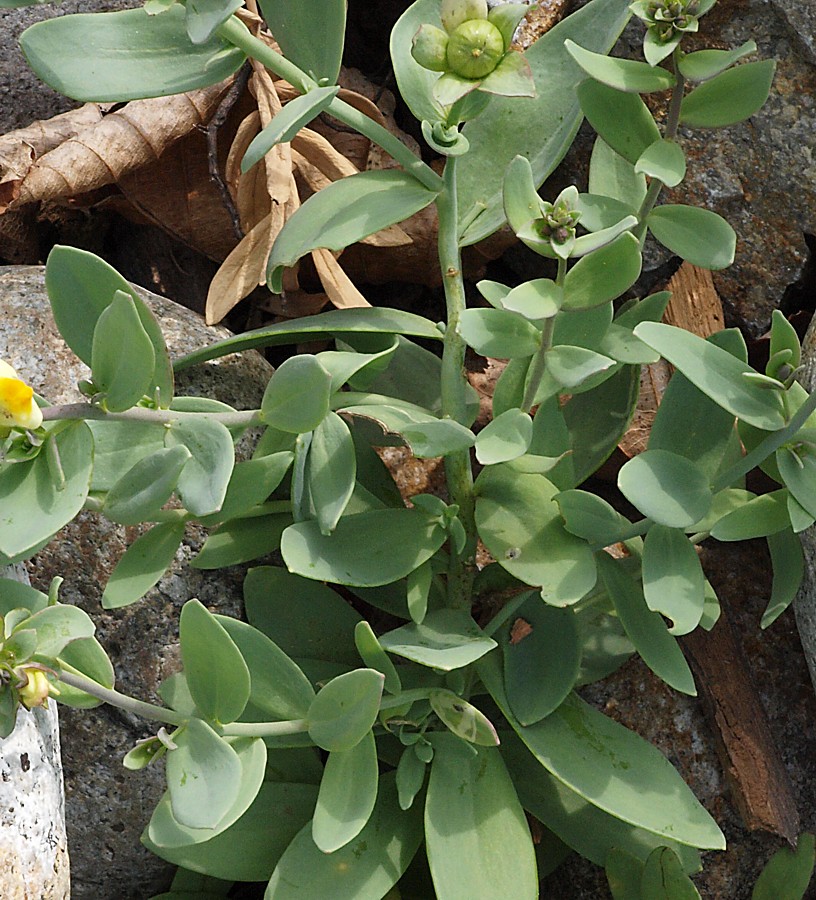 Image of Linaria japonica specimen.