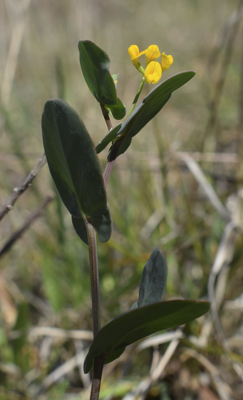 Image of Coronilla scorpioides specimen.