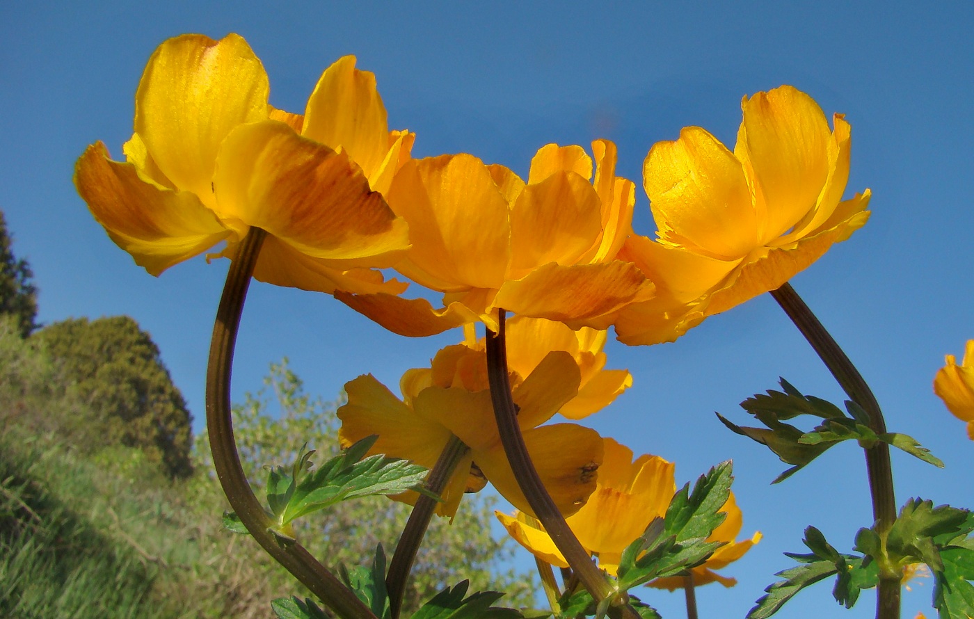 Image of Trollius altaicus specimen.