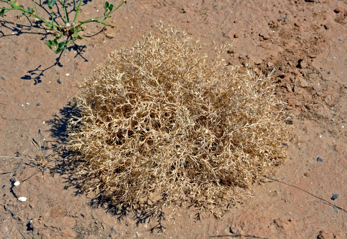 Image of Ceratocarpus arenarius specimen.