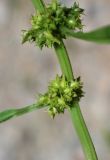 Rumex halacsyi