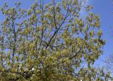 Quercus rubra