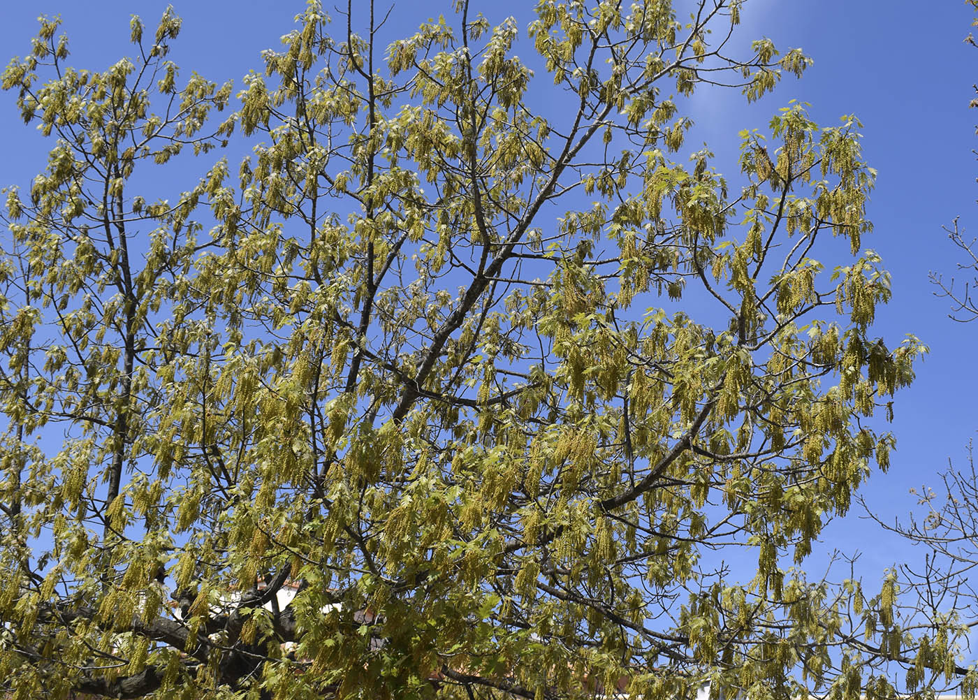 Изображение особи Quercus rubra.