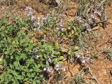 Stachys подвид smyrnaea