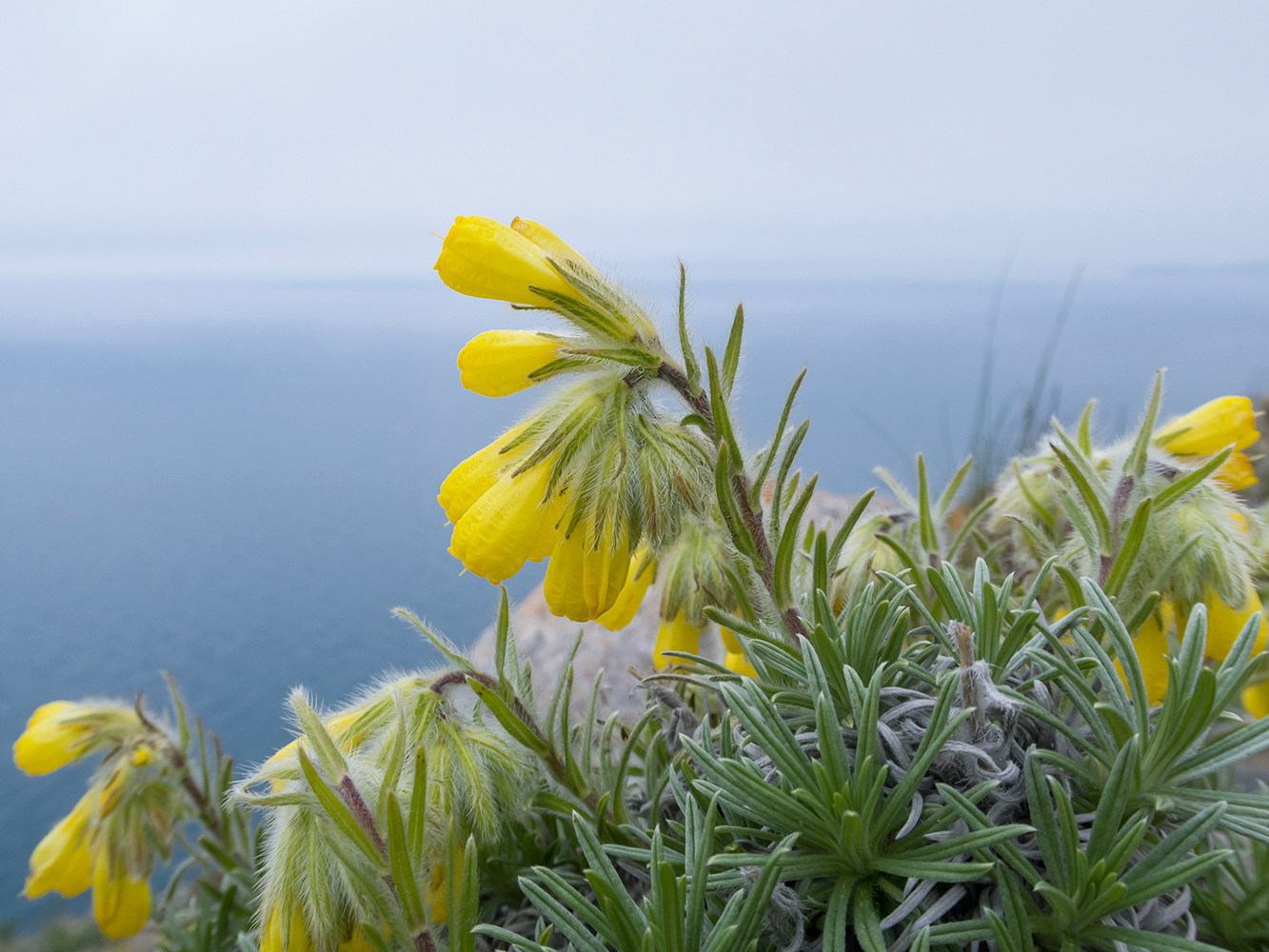 Image of Onosma polyphylla specimen.