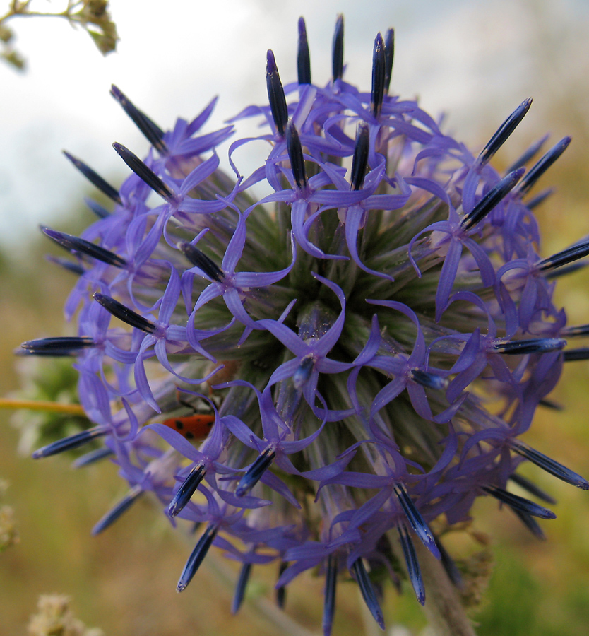 Изображение особи Echinops ruthenicus.