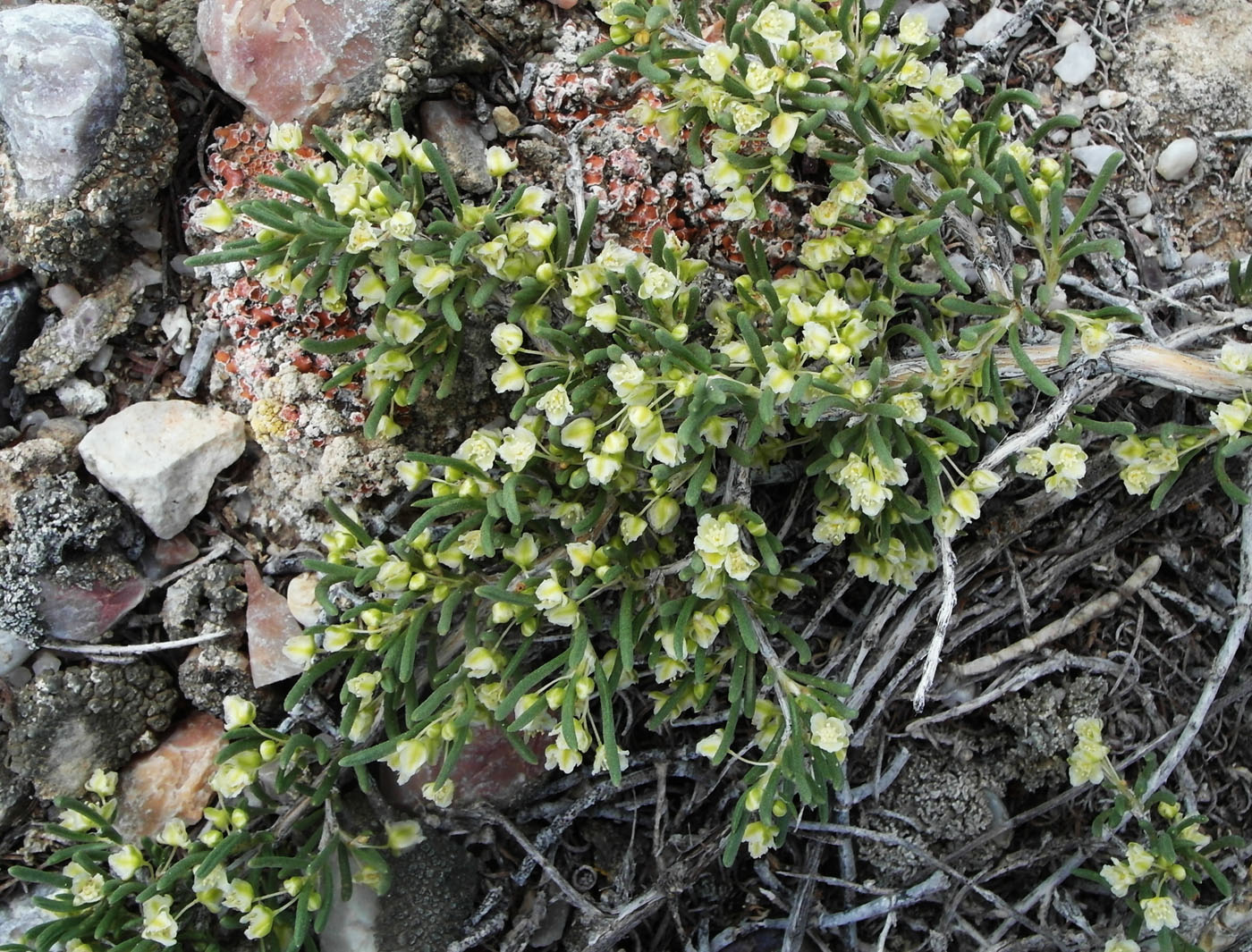 Изображение особи Atraphaxis teretifolia.