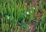 Nonea lutea. Цветущее растение среди цветущих Alyssum turkestanicum var. desertorum. Калмыкия, Яшкульский р-н, окр. пос. Утта, степь. 18.04.2021.