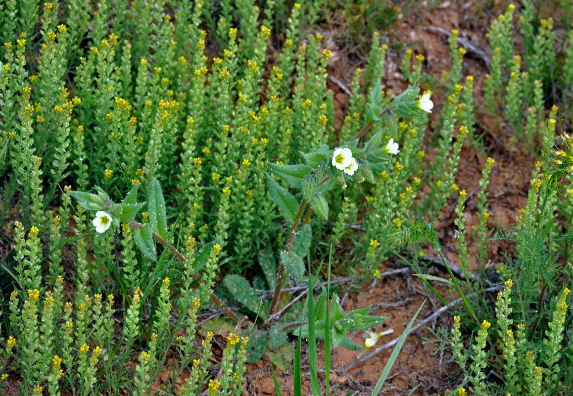 Изображение особи Nonea lutea.