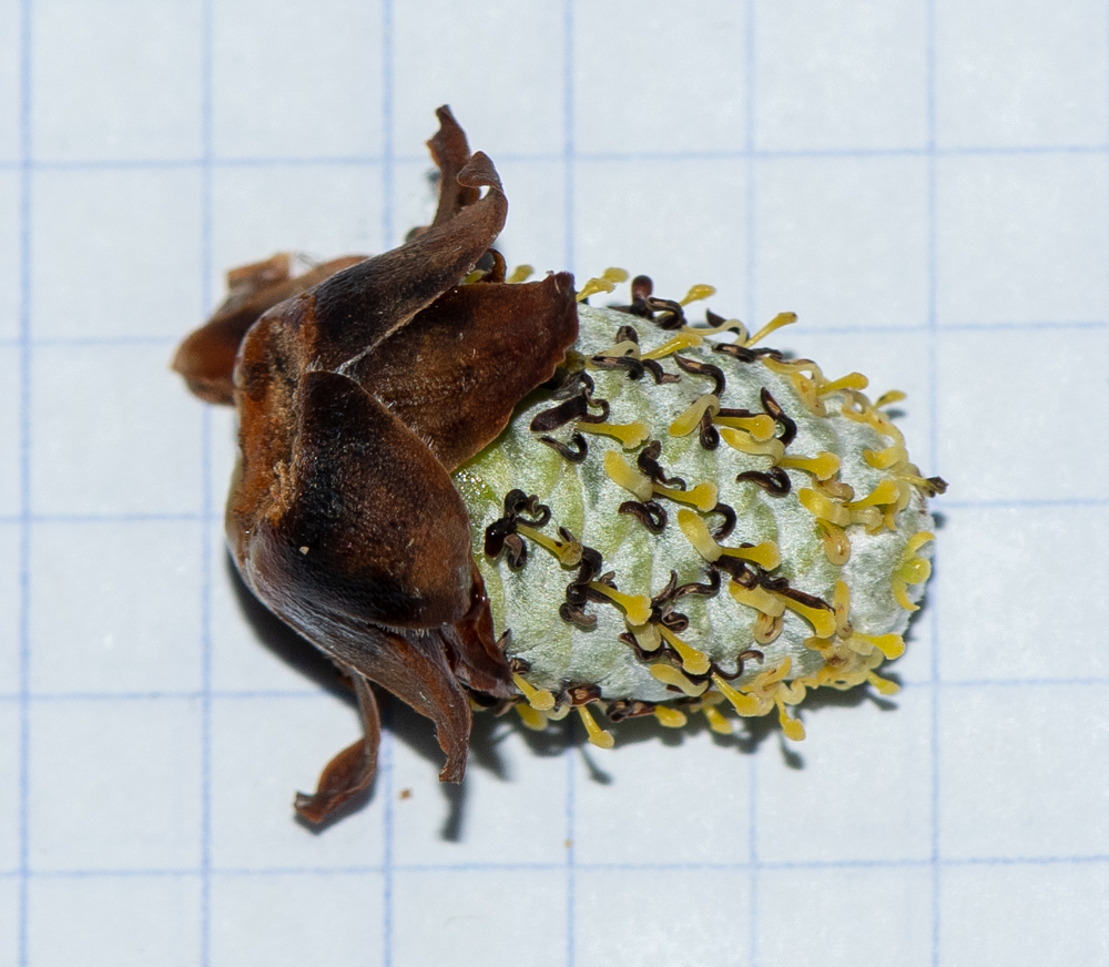 Image of genus Leucadendron specimen.