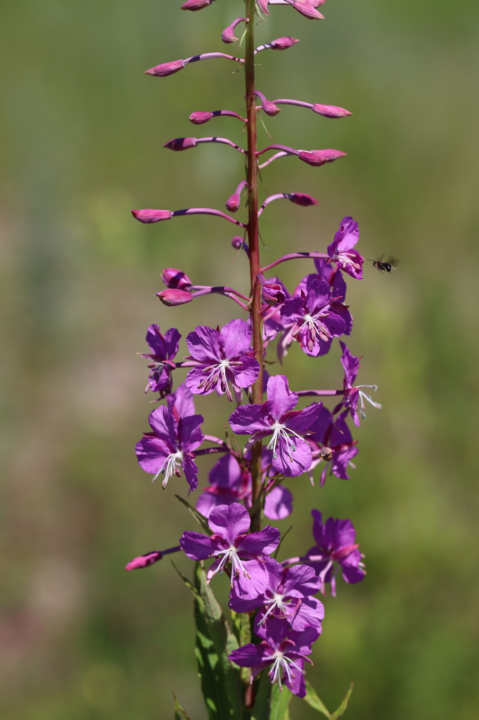 Изображение особи Chamaenerion angustifolium.