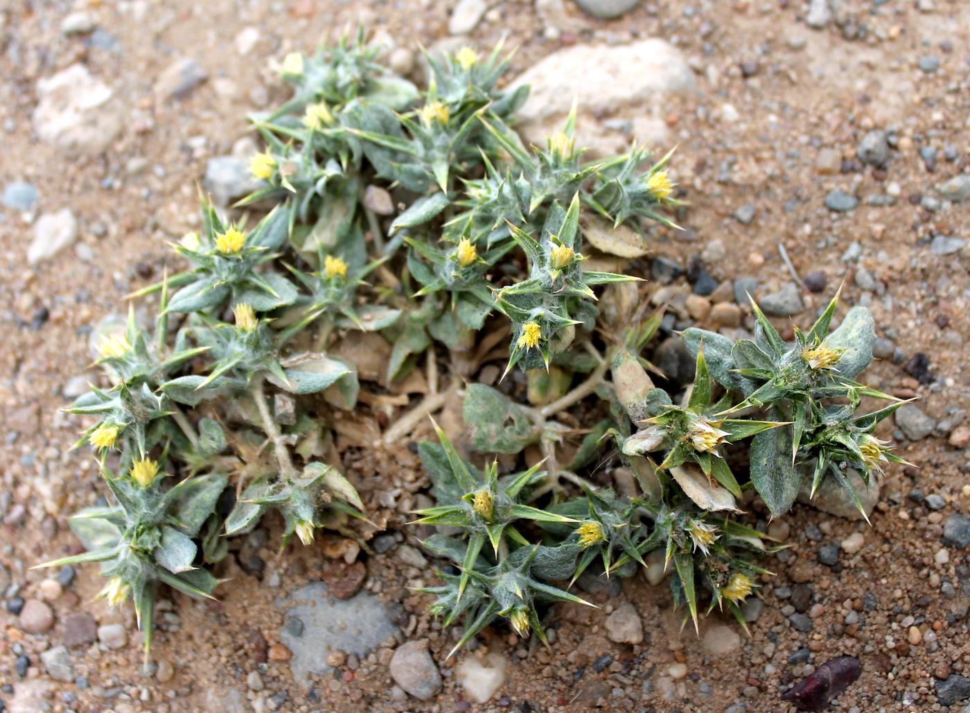 Изображение особи Cousinia prolifera.