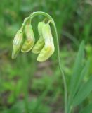 Lathyrus lacaitae