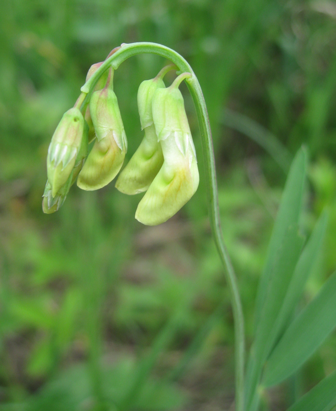Image of Lathyrus lacaitae specimen.