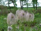 Pulsatilla dahurica
