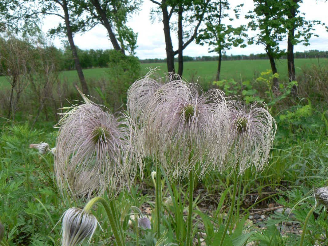 Изображение особи Pulsatilla dahurica.