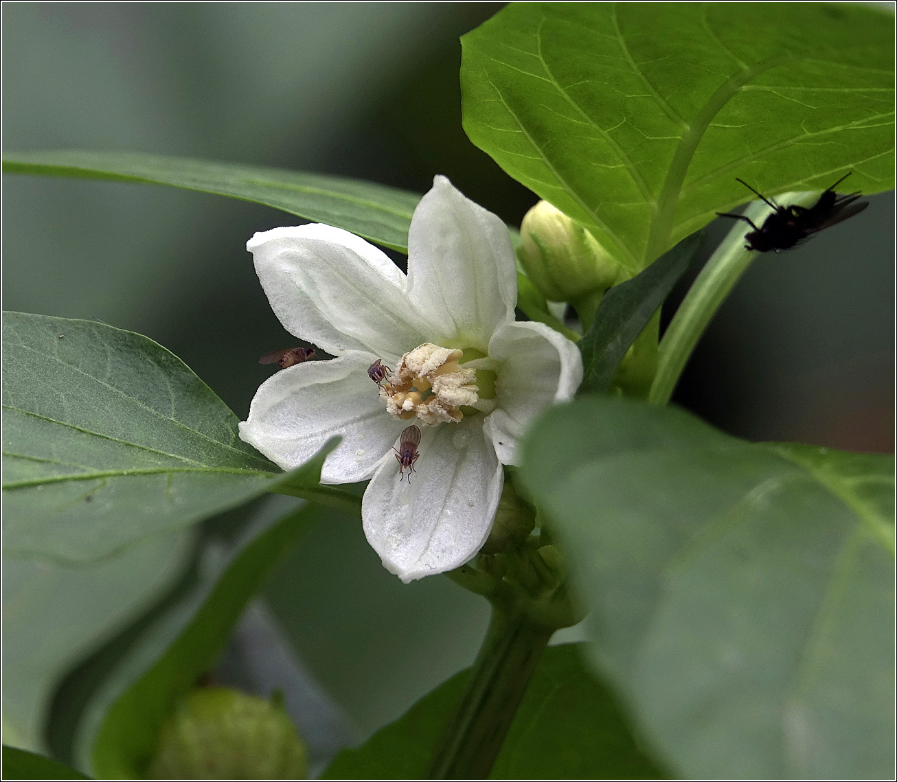 Изображение особи Capsicum annuum.