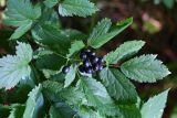 Actaea spicata