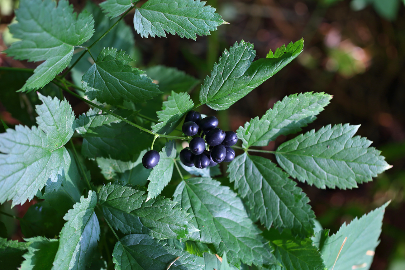 Image of Actaea spicata specimen.