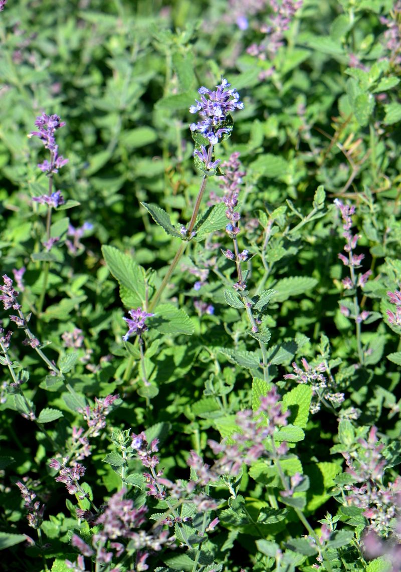 Изображение особи Nepeta mussinii.