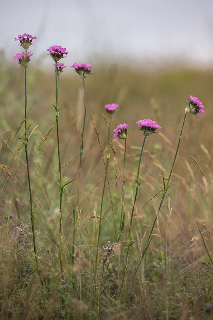 Изображение особи Dianthus andrzejowskianus.