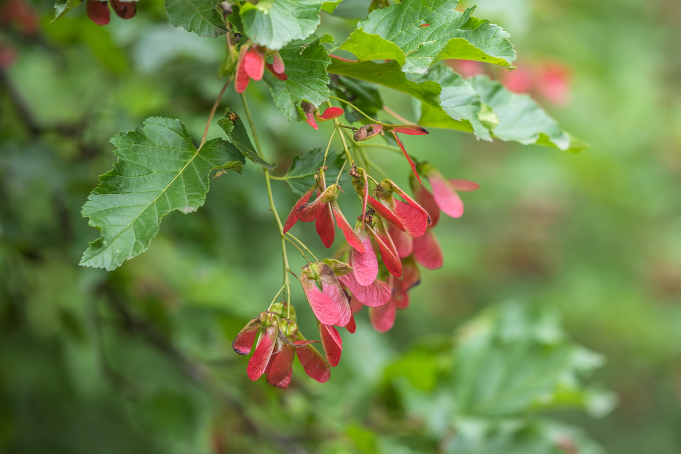 Image of Acer tataricum specimen.