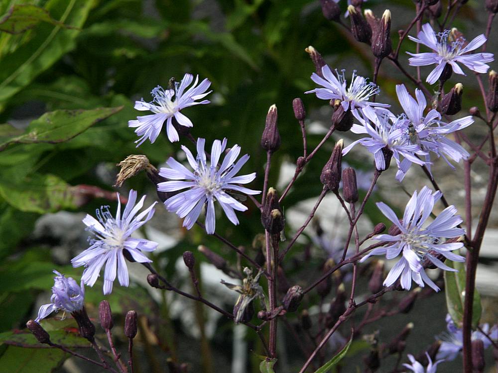 Image of Lactuca sibirica specimen.